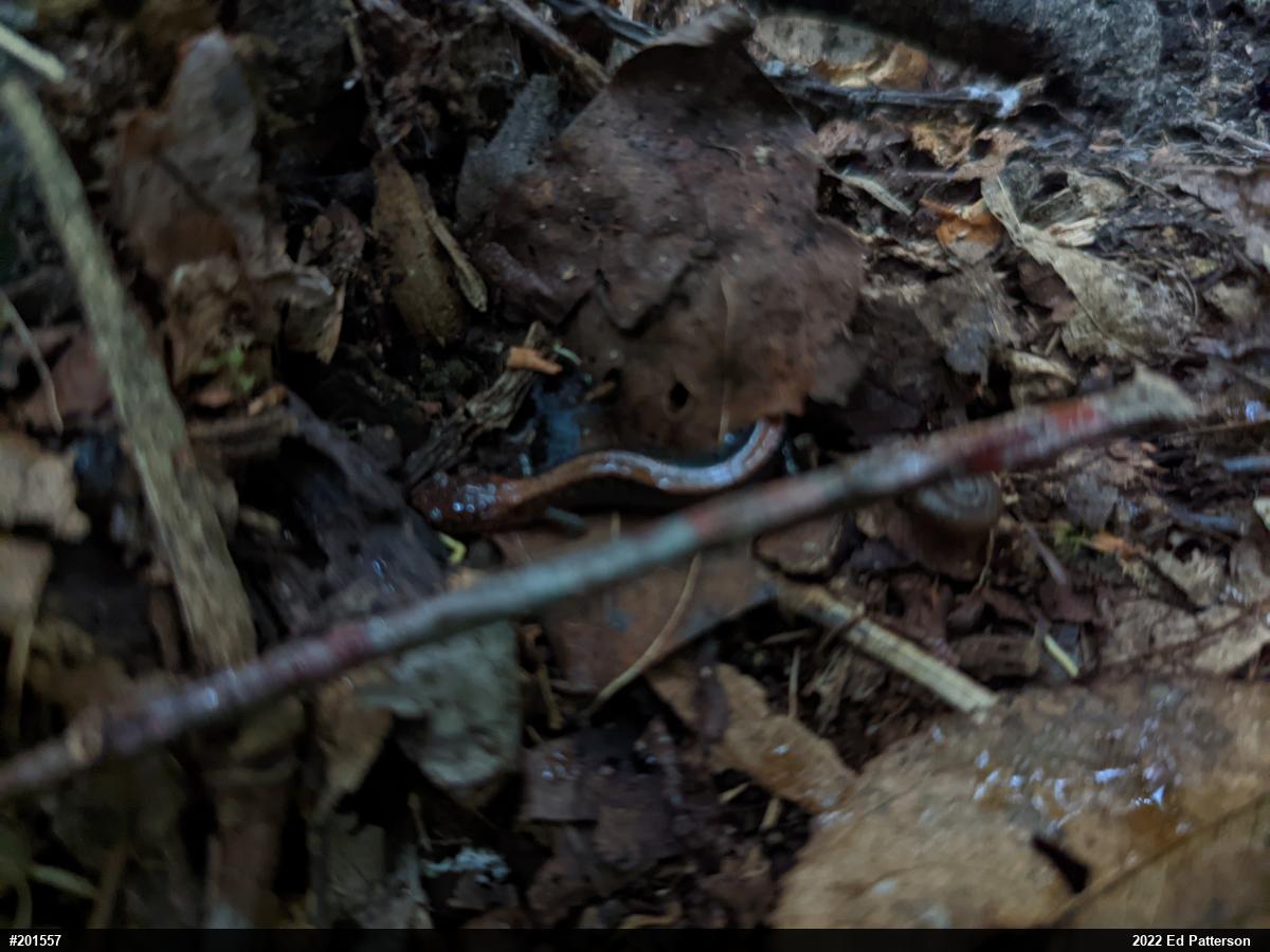 Eastern Red-backed  Salamander