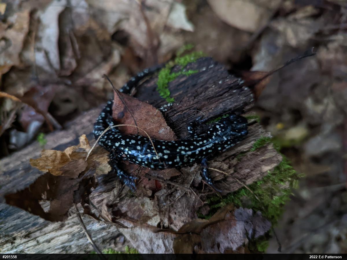 Northern Slimy Salamander