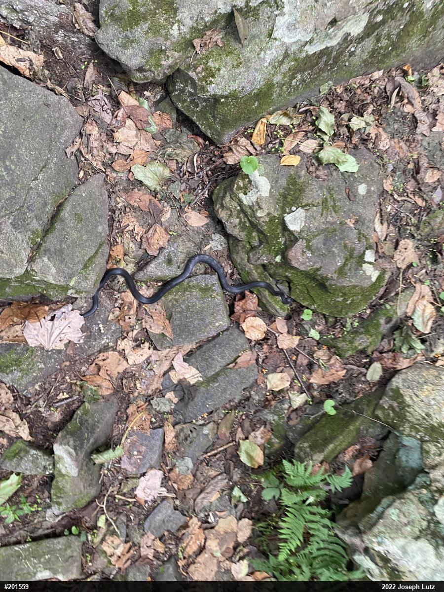 Eastern Ratsnake