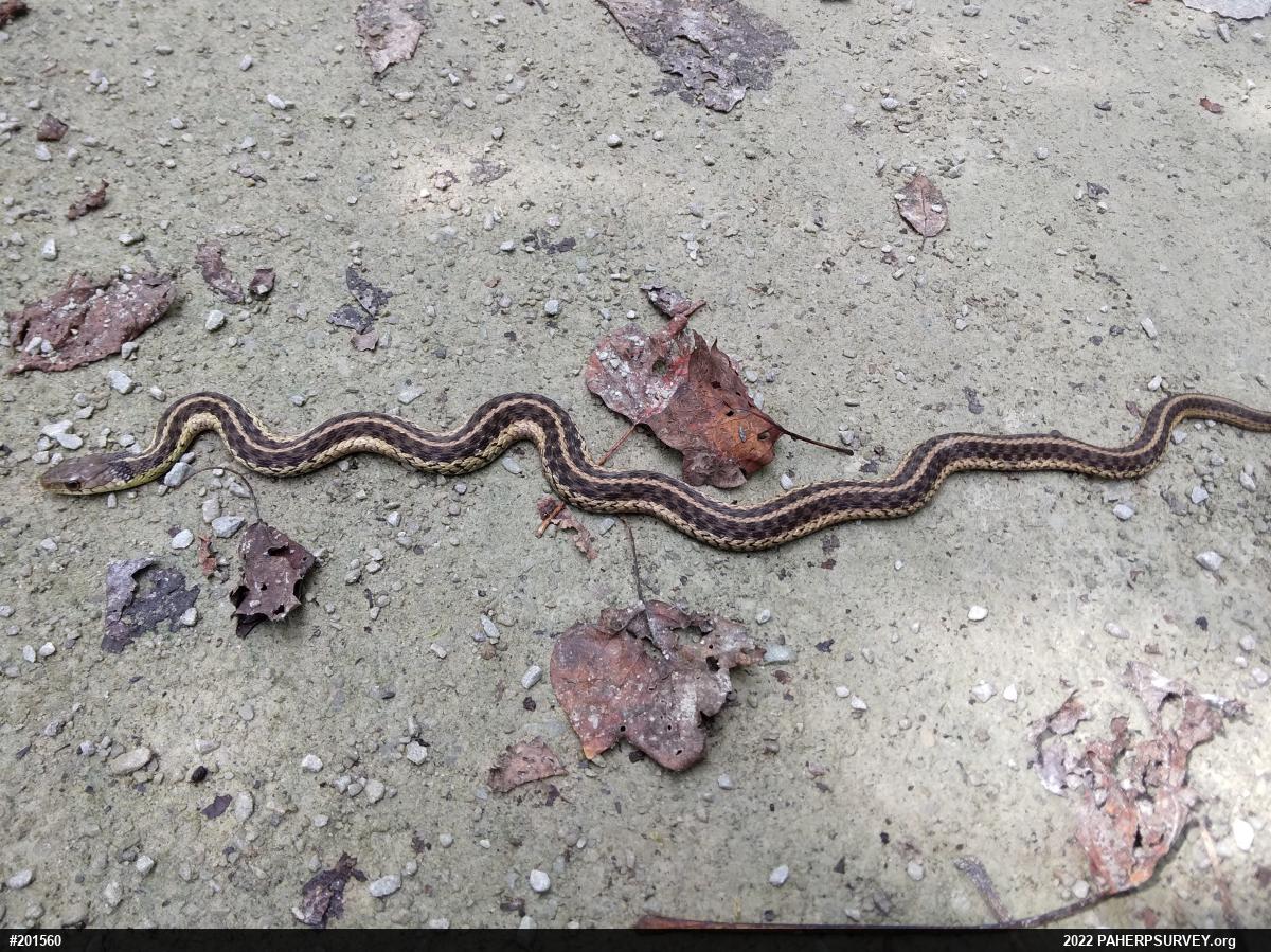 Eastern Gartersnake