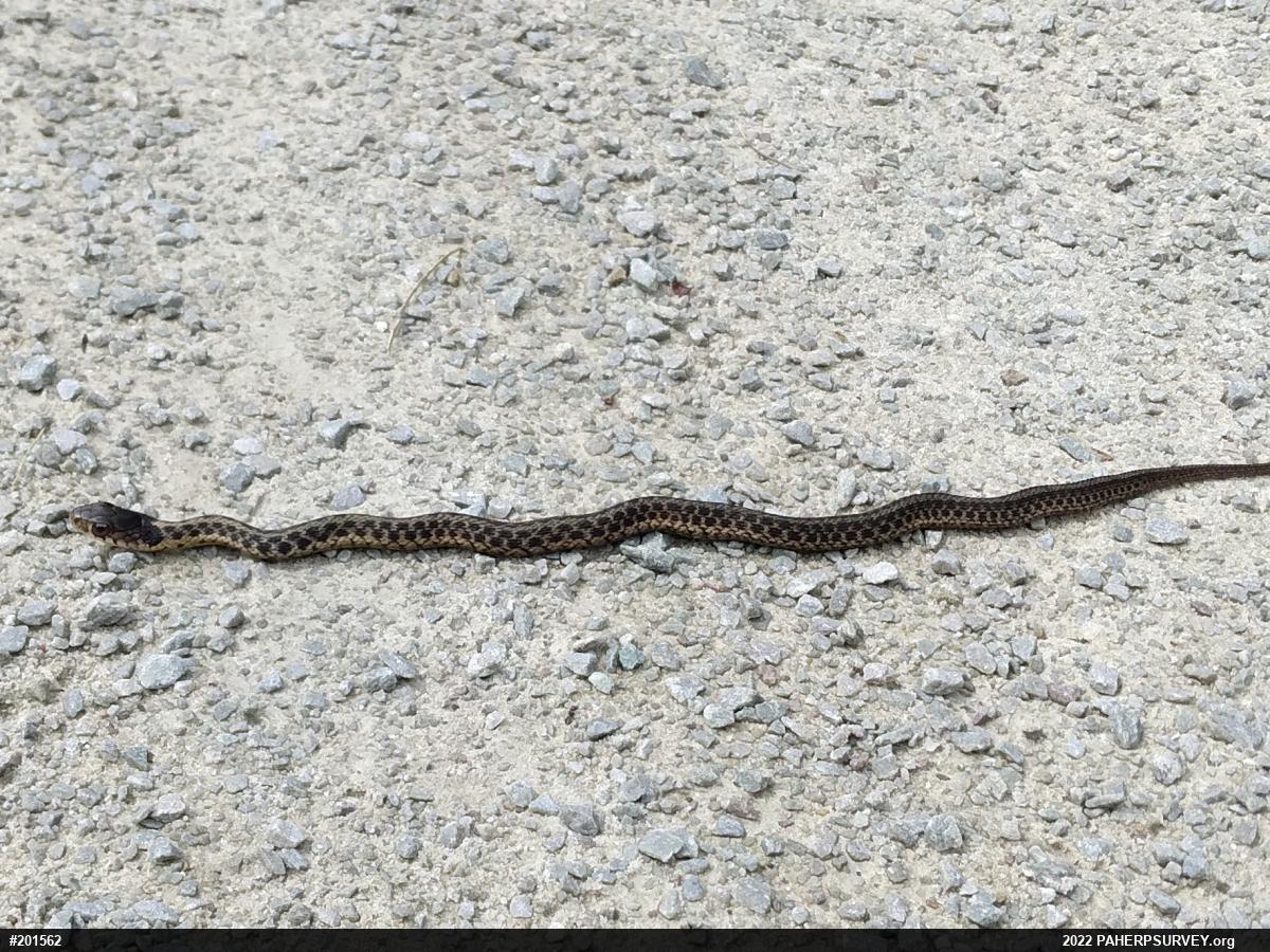 Eastern Gartersnake