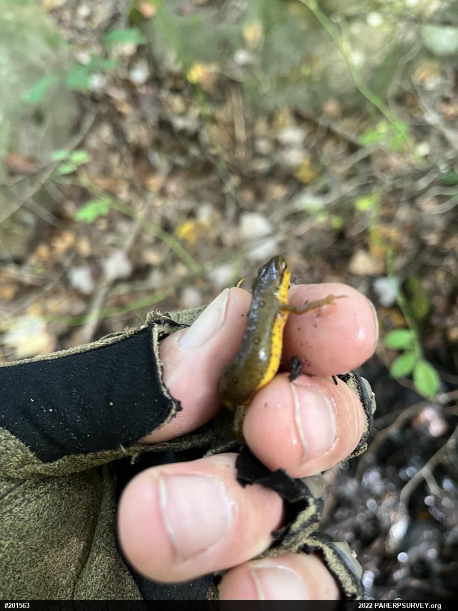 Red-spotted Newt
