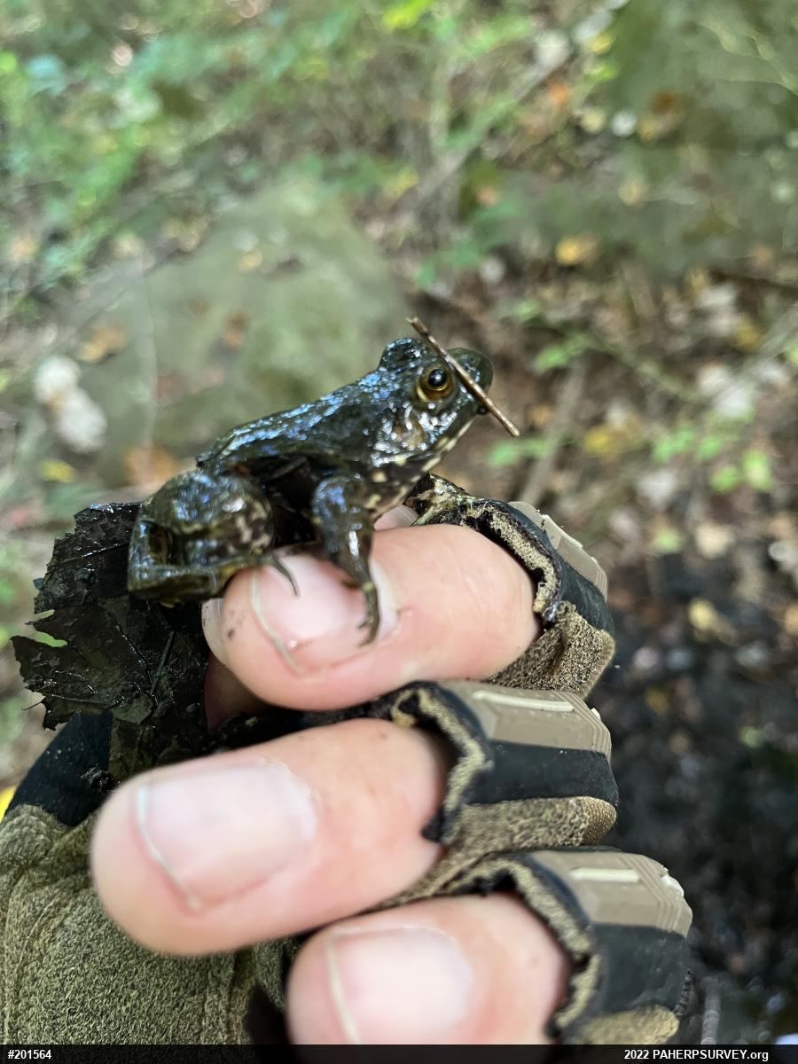 Green Frog