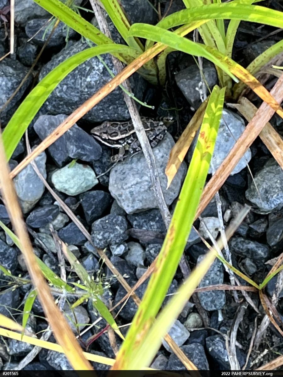 Pickerel Frog