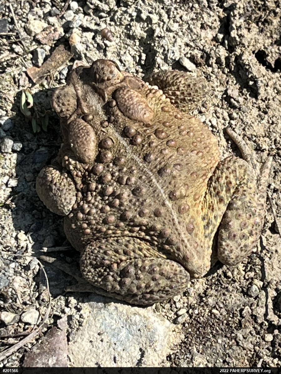 Eastern American Toad