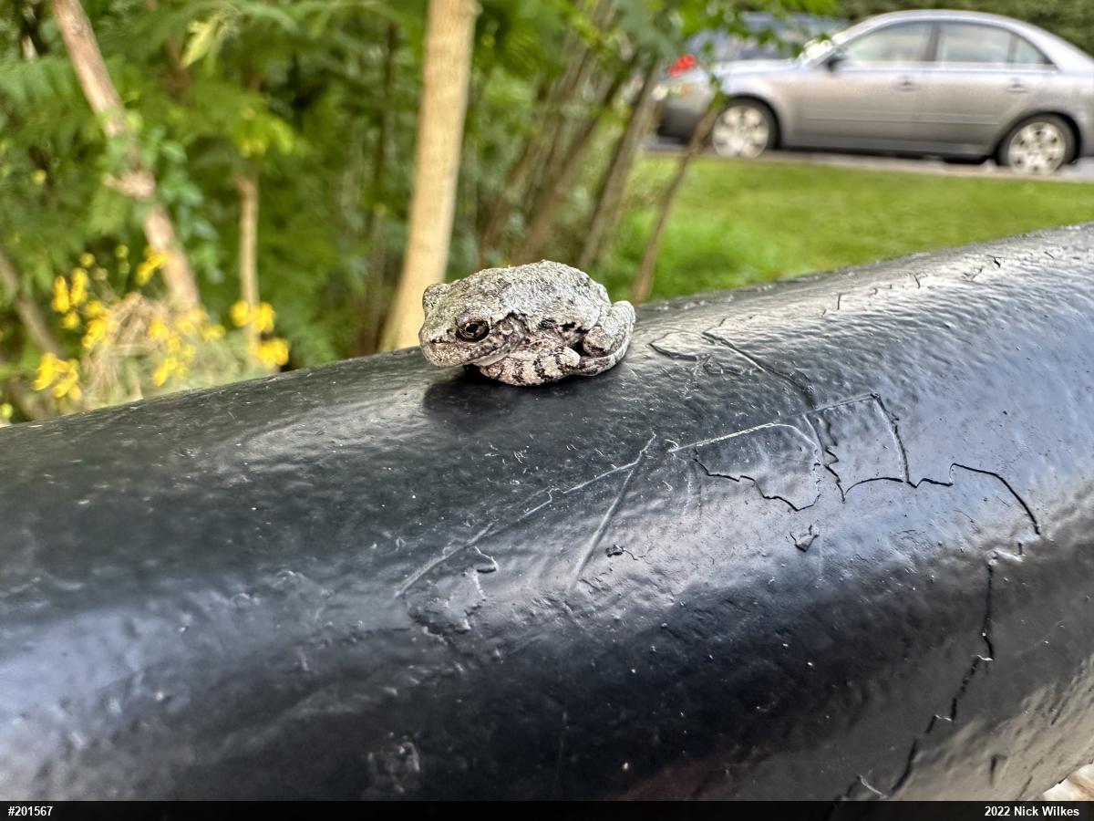Unknown Gray Treefrog
