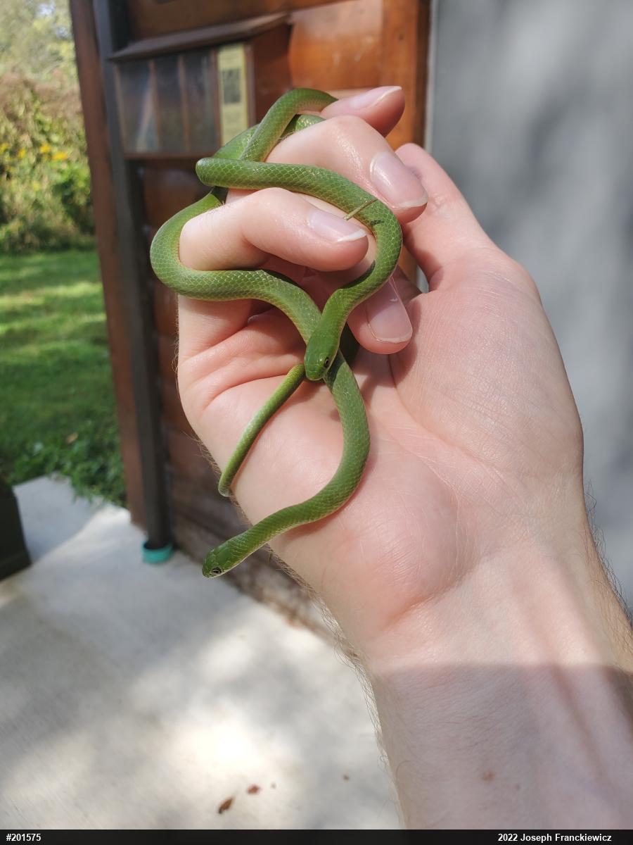 Smooth Greensnake