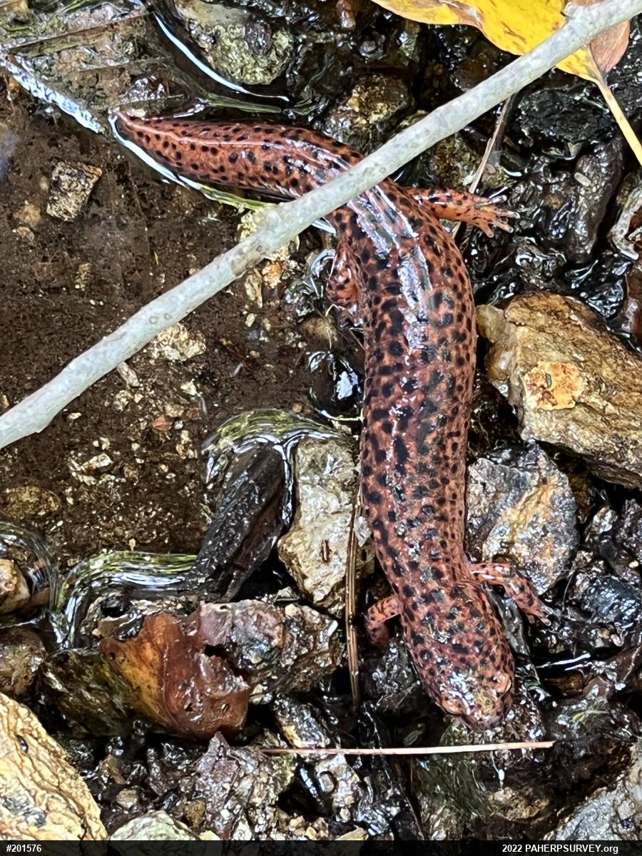 Northern Red Salamander