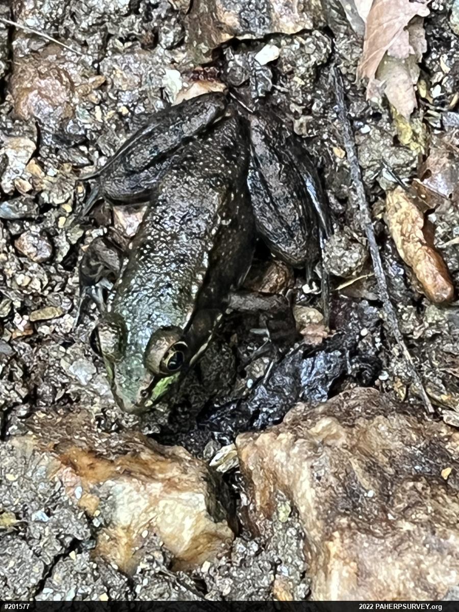 Green Frog
