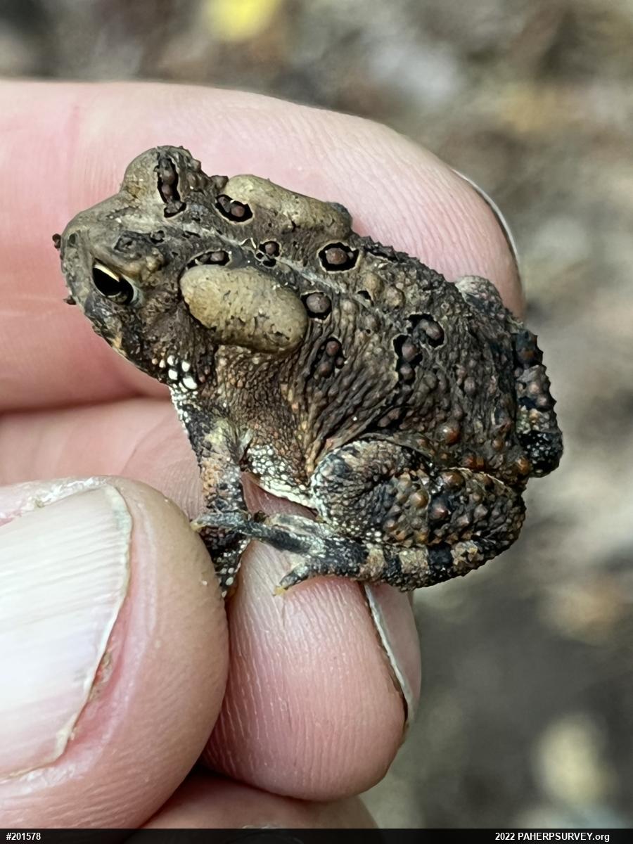 Eastern American Toad