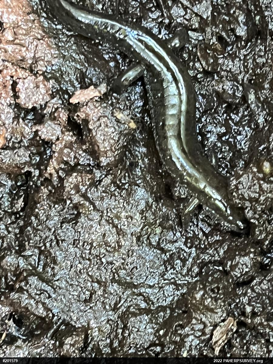 Northern Dusky Salamander