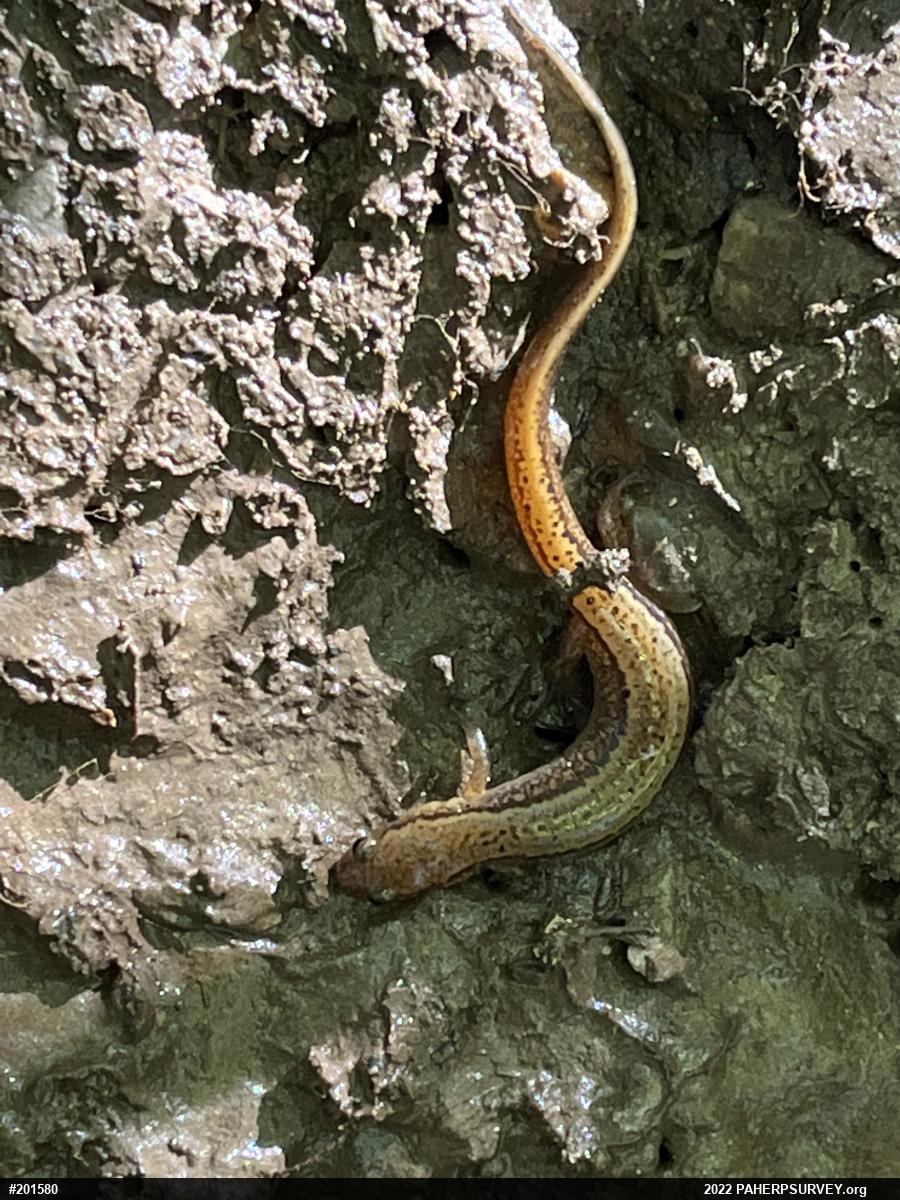 Northern Two-lined Salamander