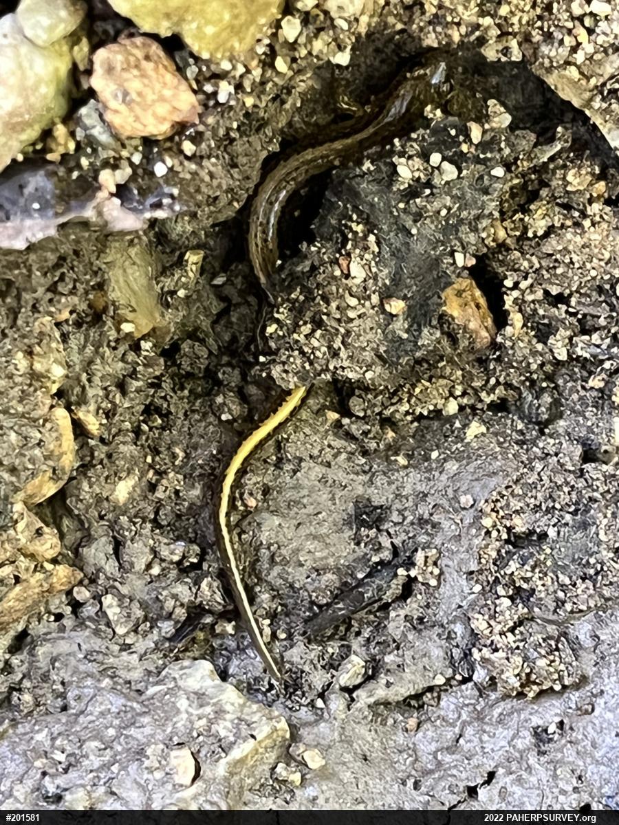 Northern Two-lined Salamander