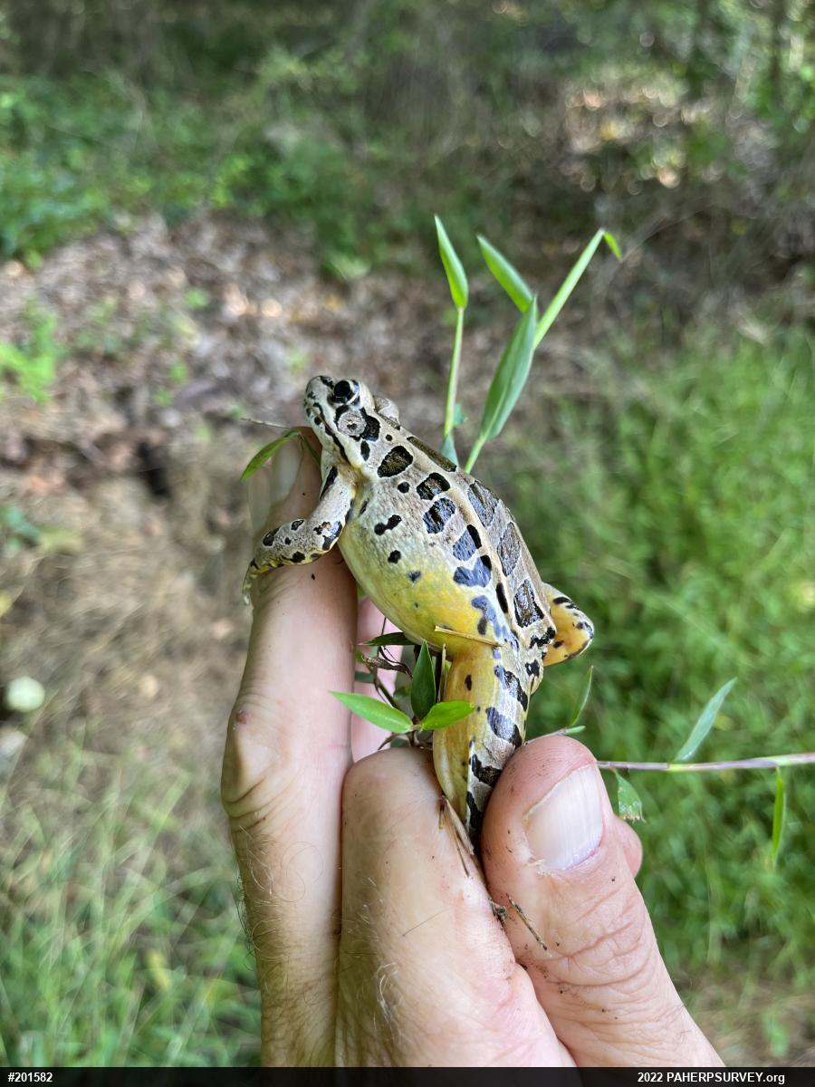Pickerel Frog