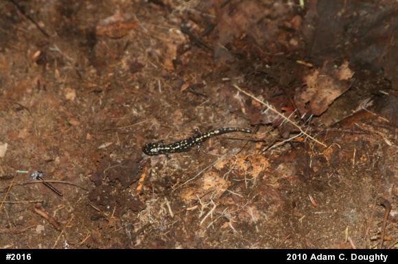 Northern Slimy Salamander