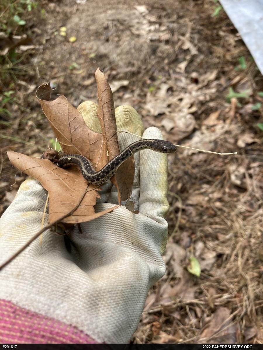 Eastern Gartersnake