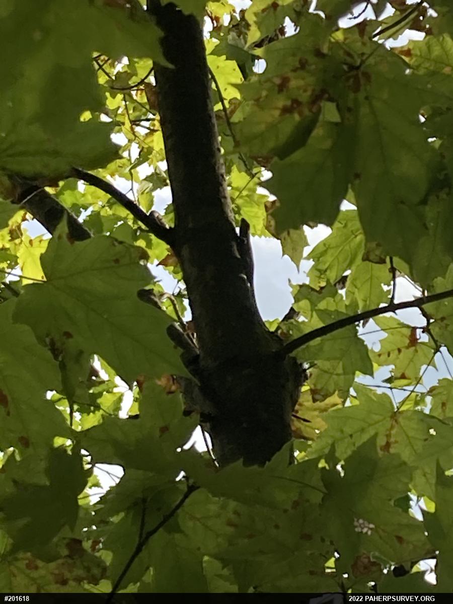 Eastern Fence Lizard