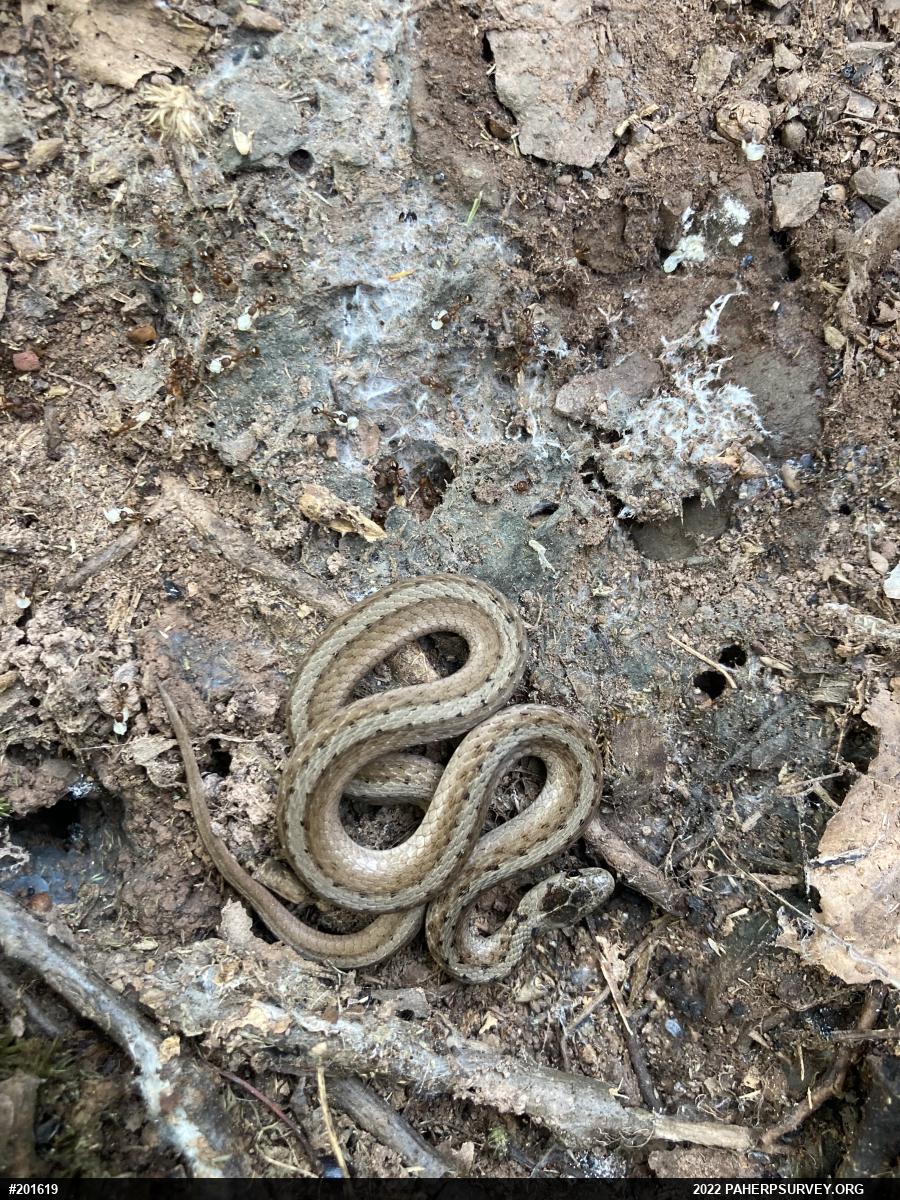 Dekay's Brownsnake
