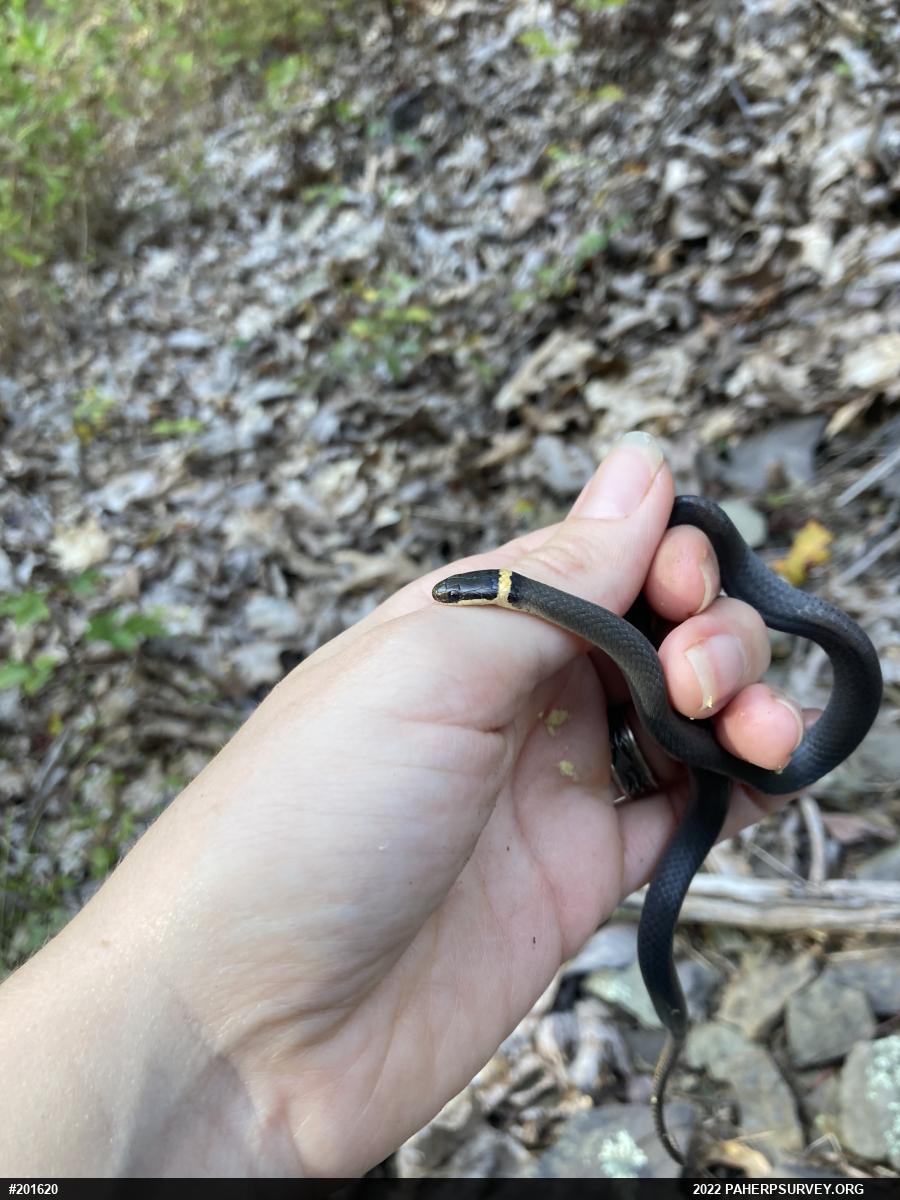 Northern Ring-necked Snake