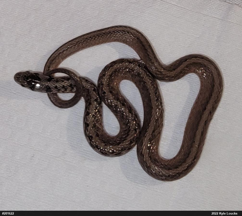 Dekay's Brownsnake