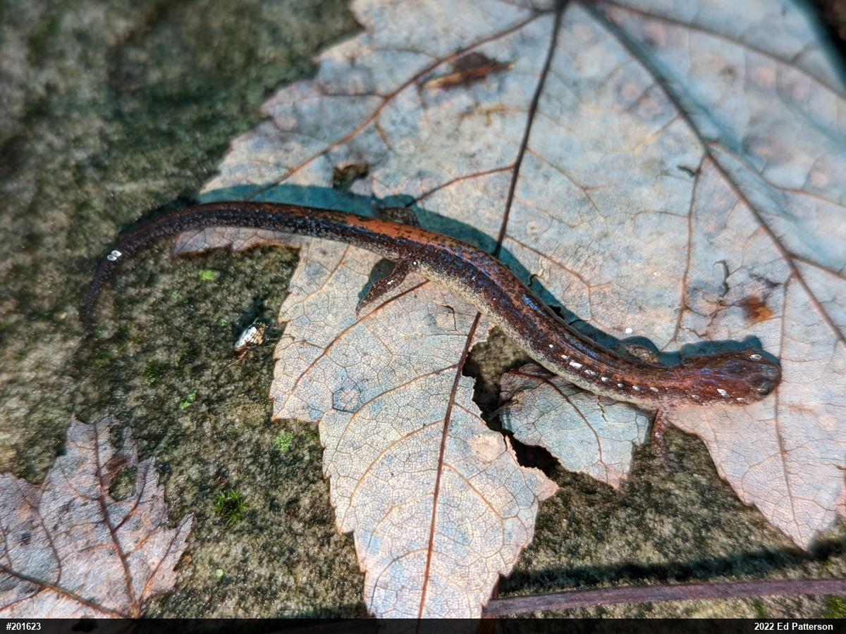 Eastern Red-backed  Salamander