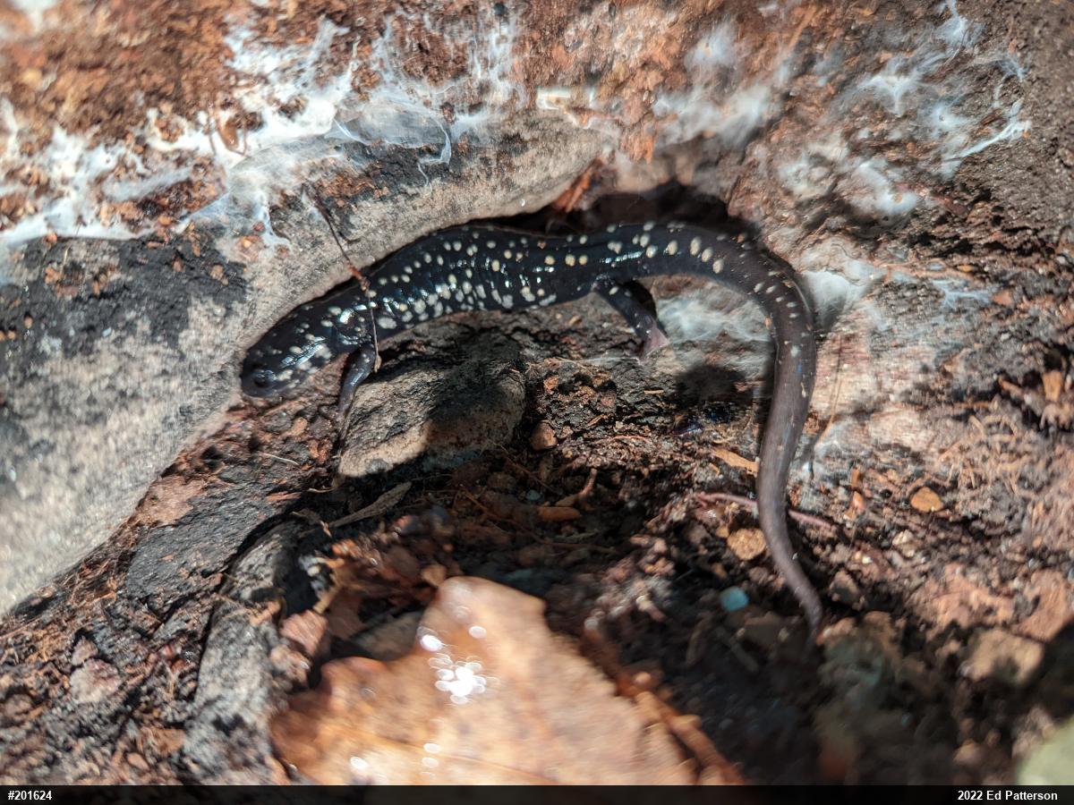 Northern Slimy Salamander