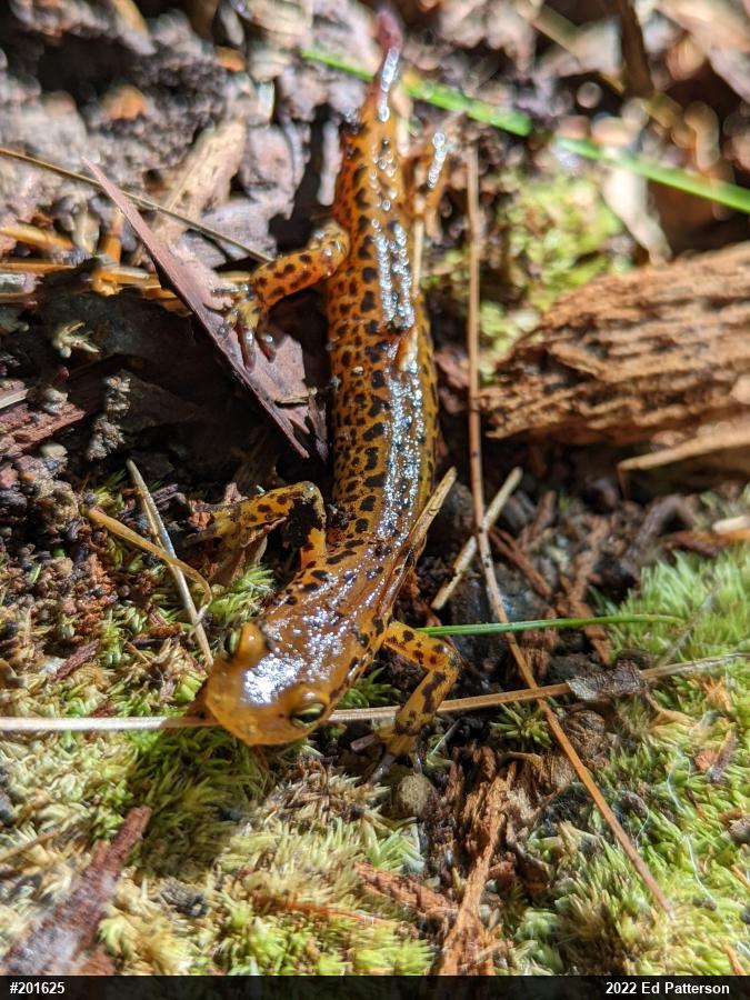 Eastern Long-tailed Salamander