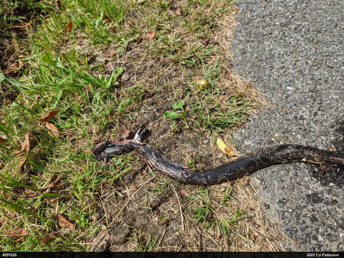 Eastern Ratsnake