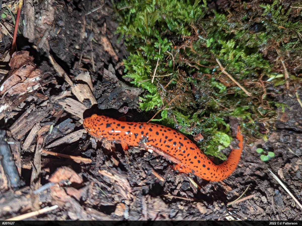 Northern Red Salamander