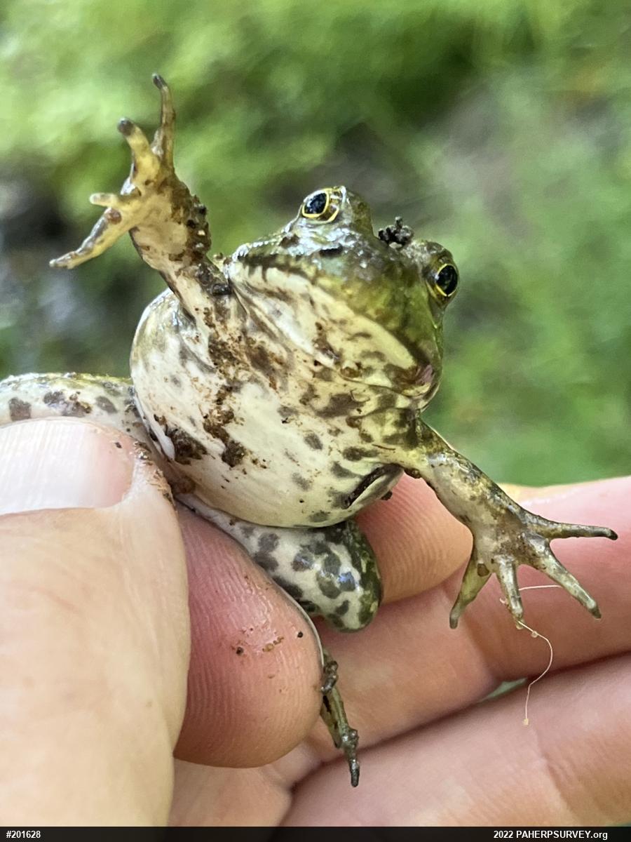American Bullfrog