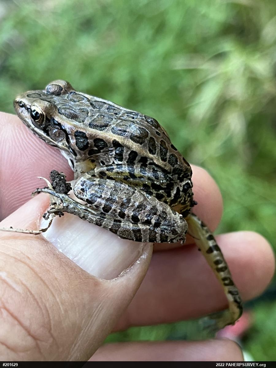 Pickerel Frog