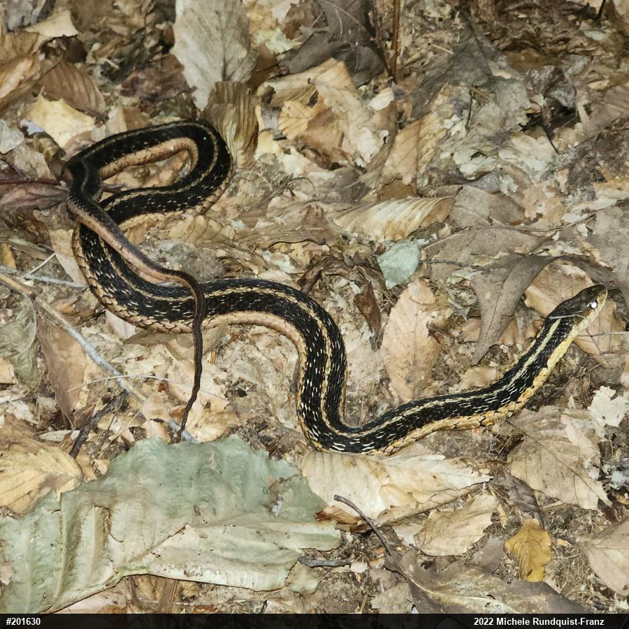 Eastern Gartersnake