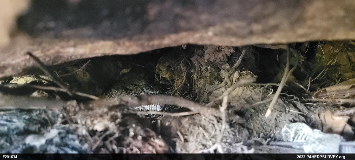 Timber Rattlesnake