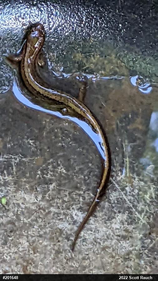 Northern Two-lined Salamander