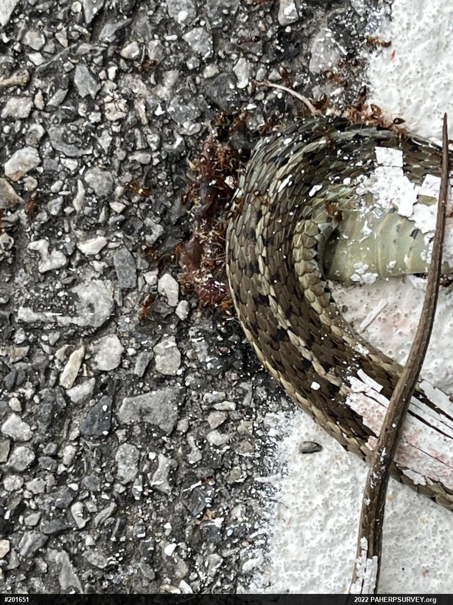 Eastern Gartersnake