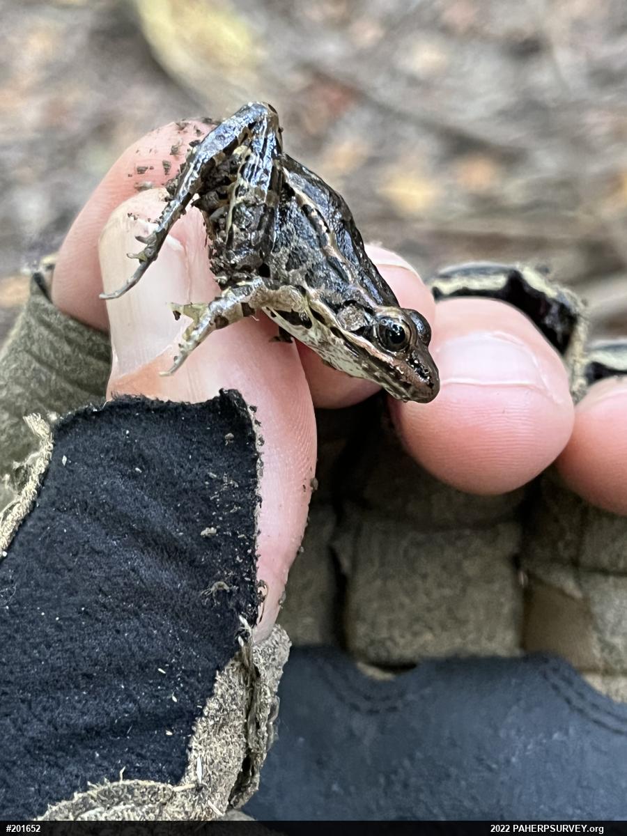 Pickerel Frog
