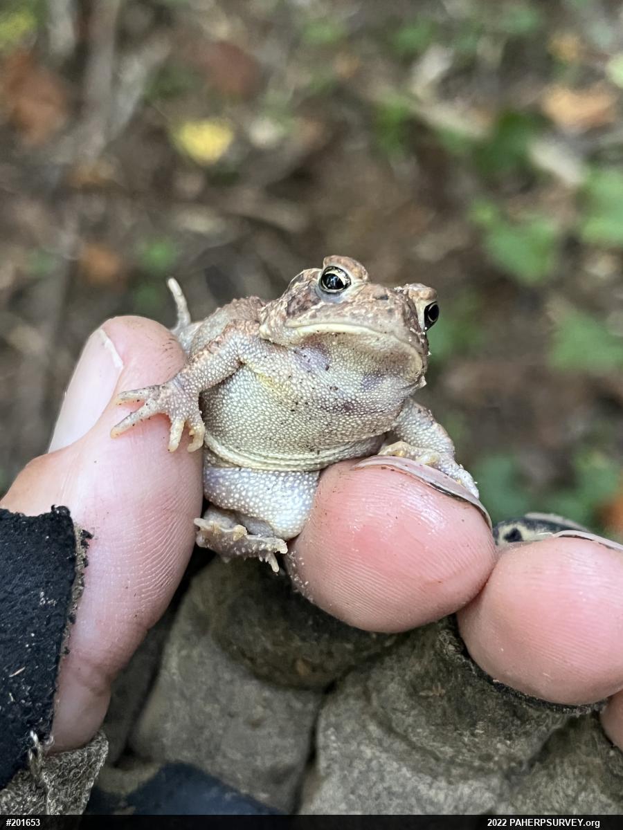 Eastern American Toad