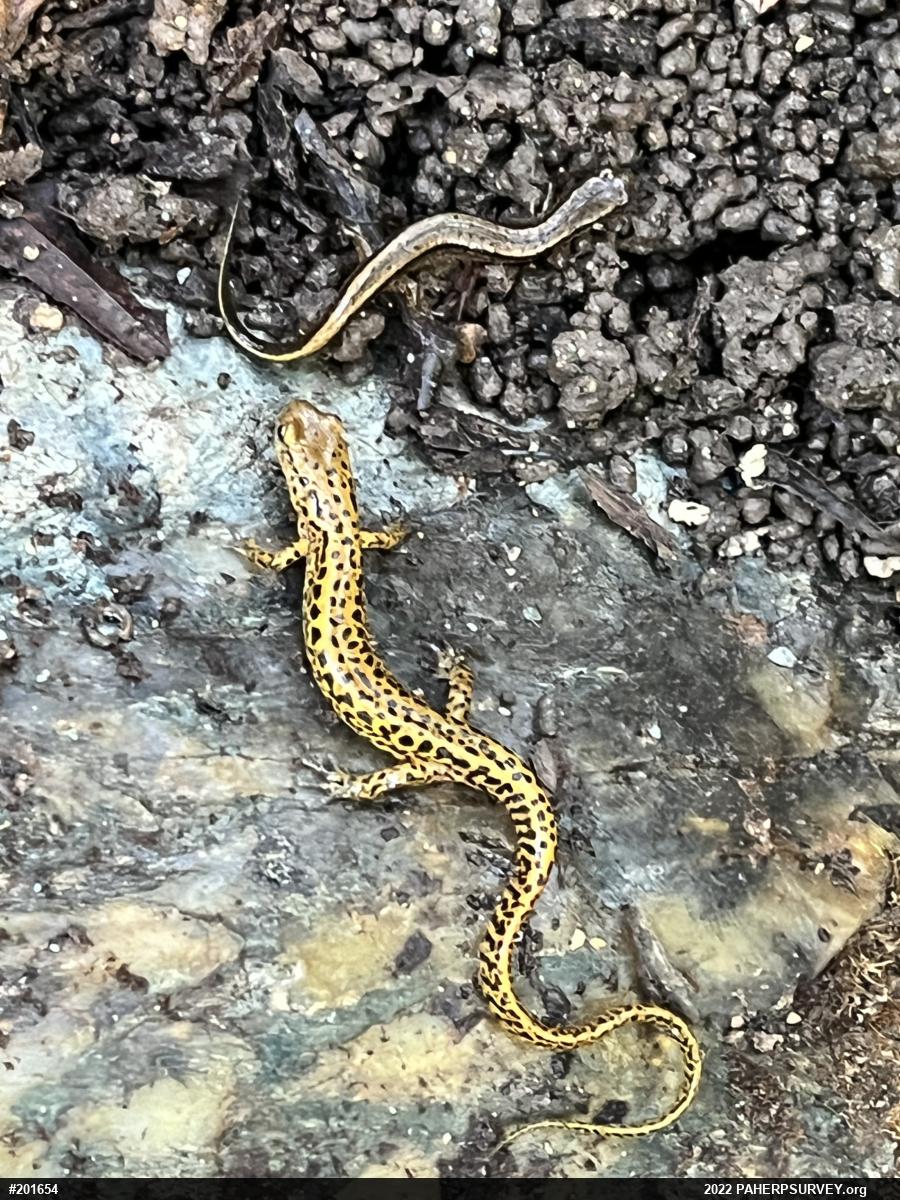 Eastern Long-tailed Salamander