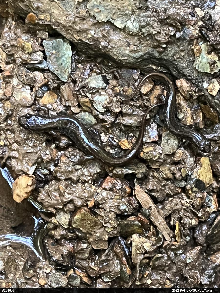 Northern Dusky Salamander