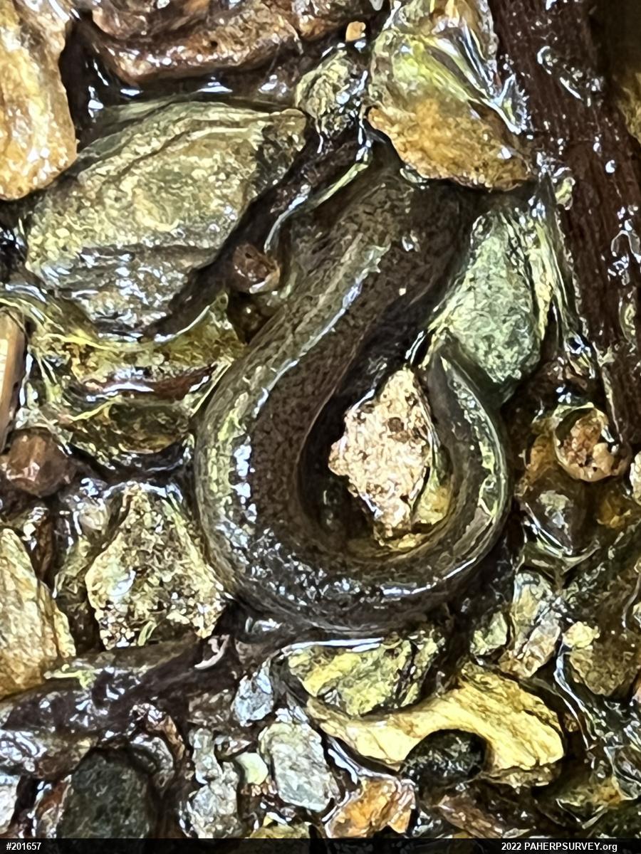 Northern Red Salamander