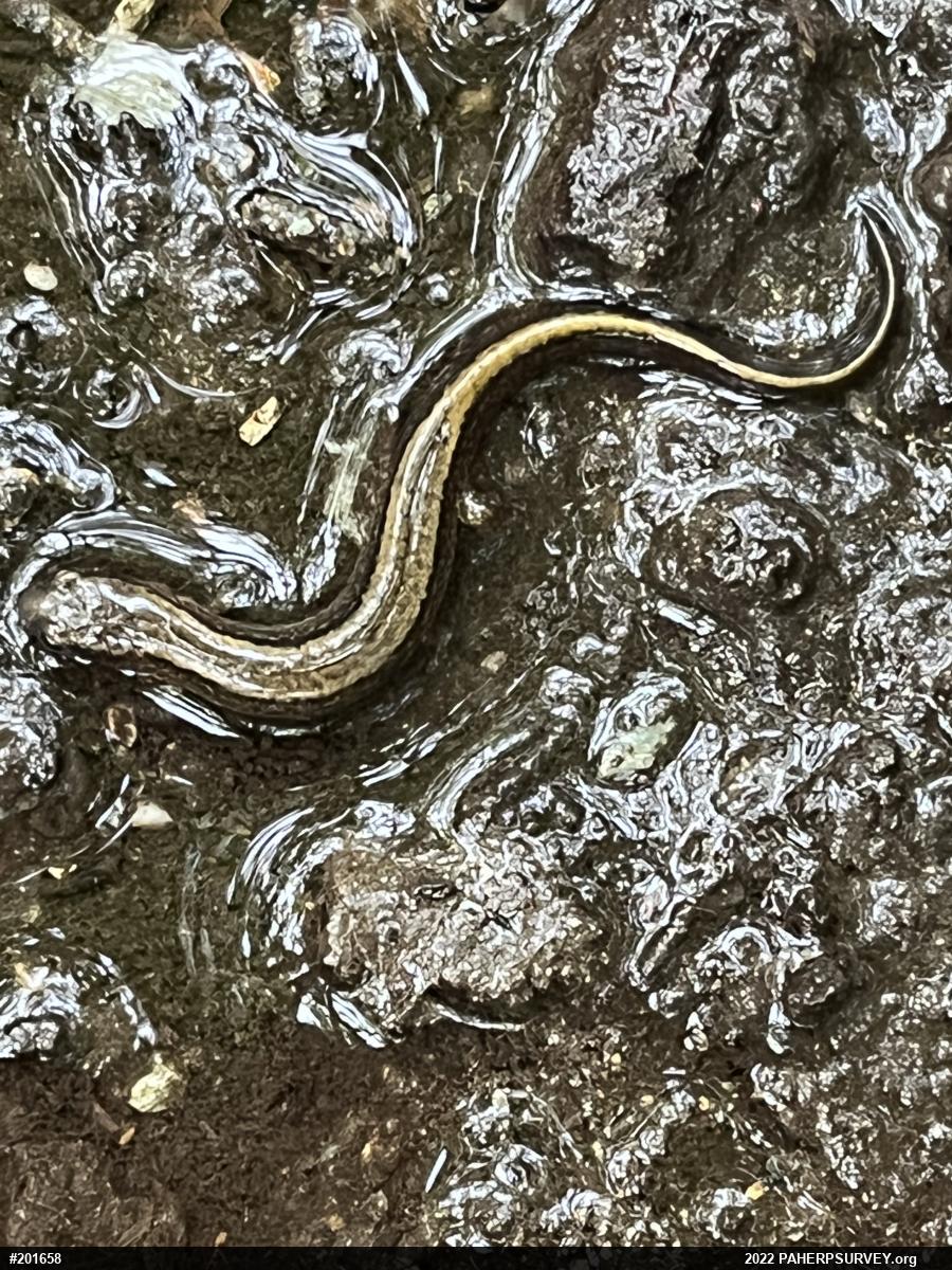 Northern Two-lined Salamander