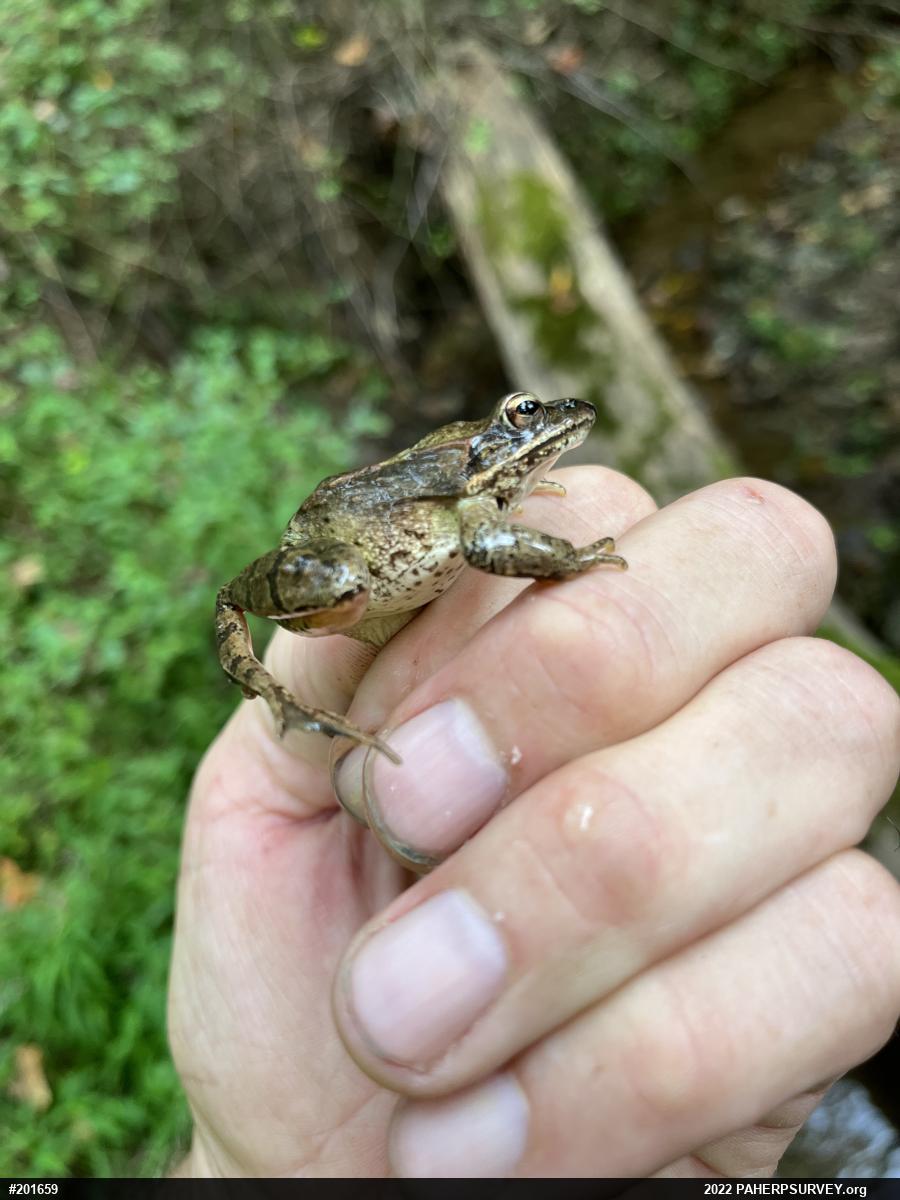 Wood Frog