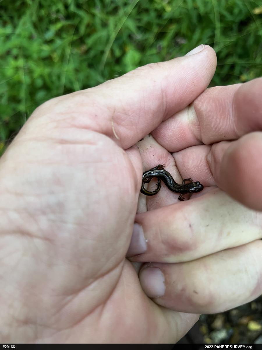 Northern Two-lined Salamander