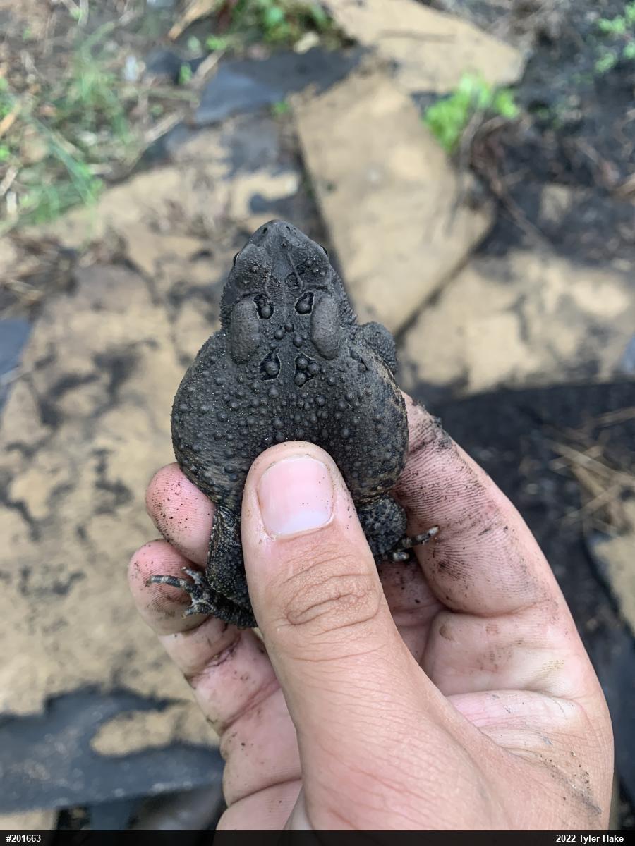 Eastern American Toad