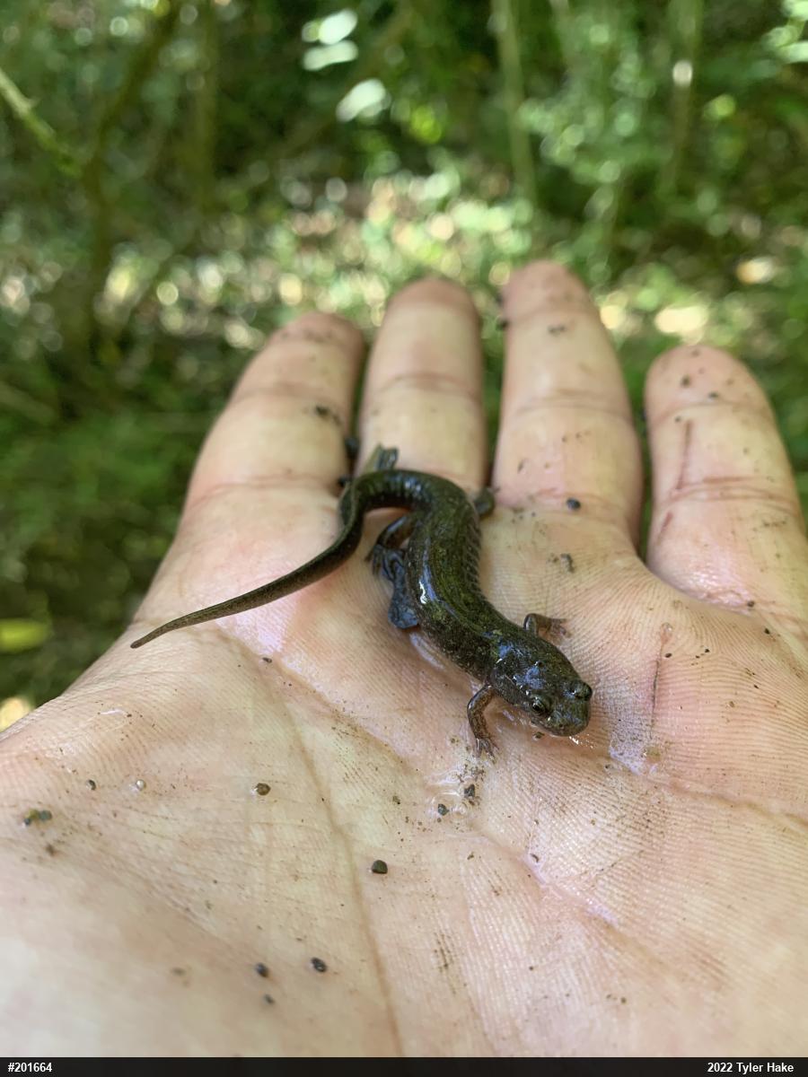 Northern Dusky Salamander