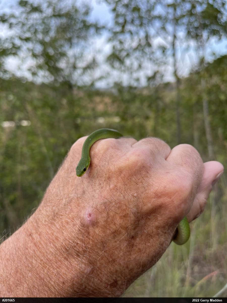Smooth Greensnake