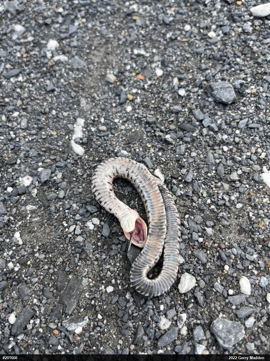 Eastern Hog-nosed Snake