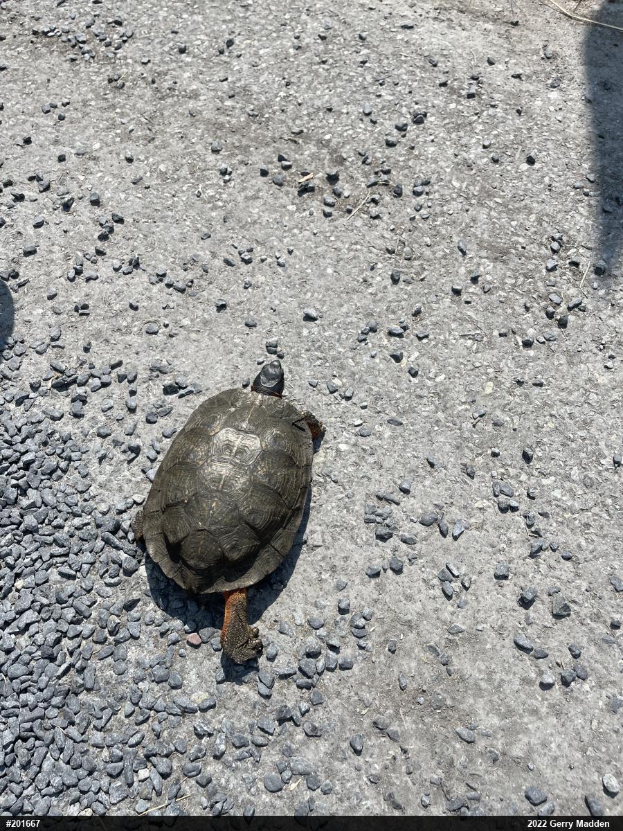Wood Turtle