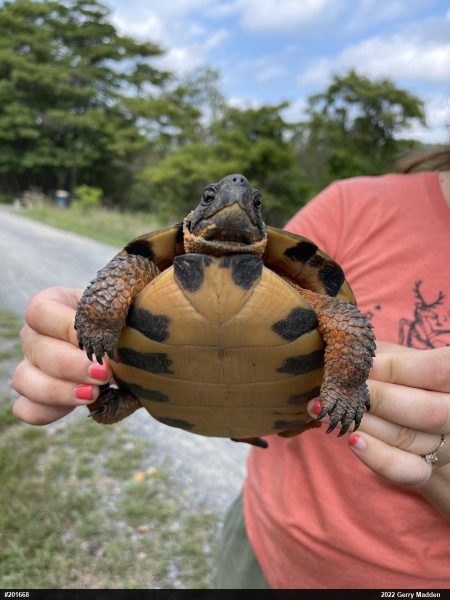 Wood Turtle