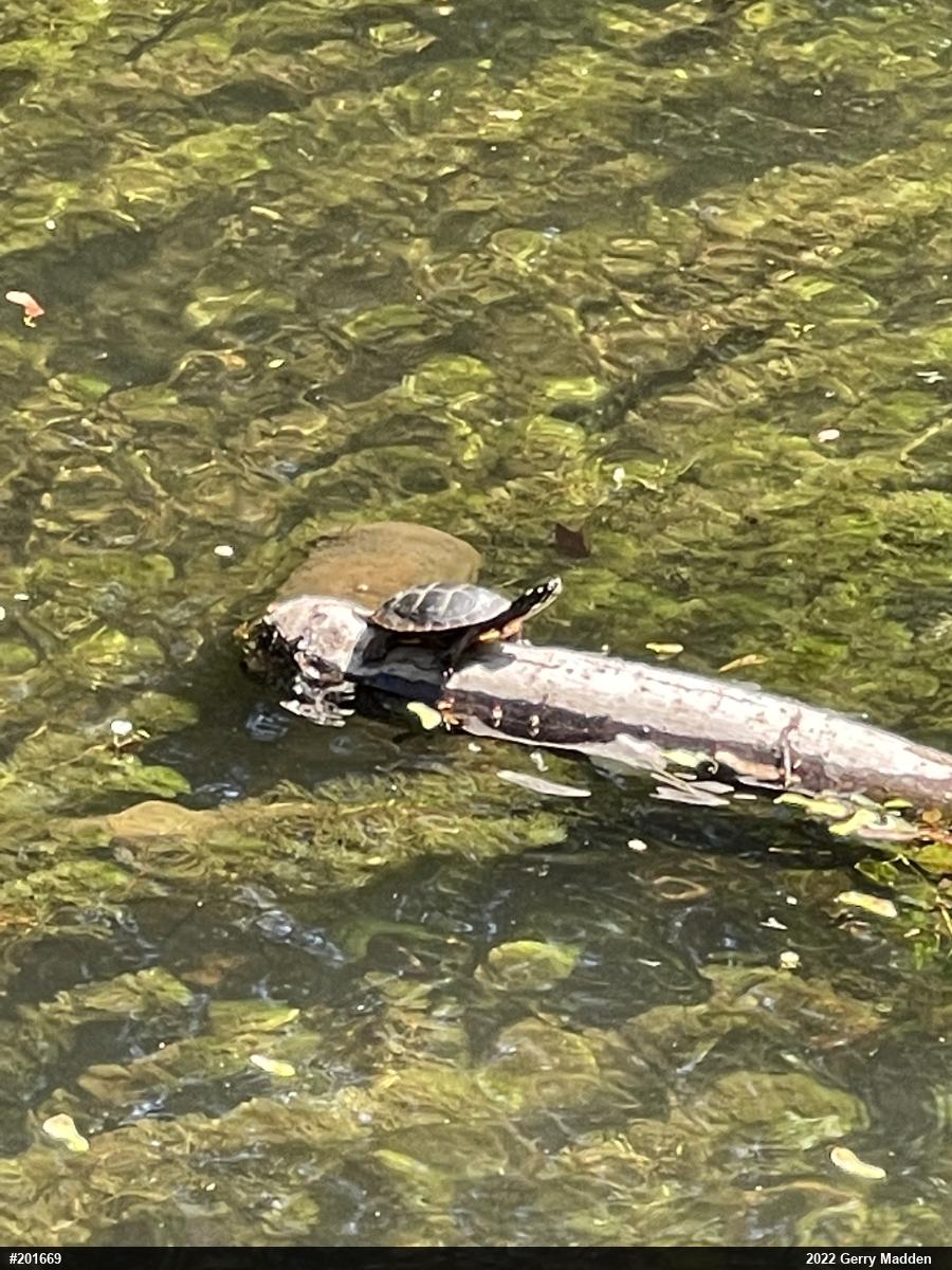 Eastern Painted Turtle